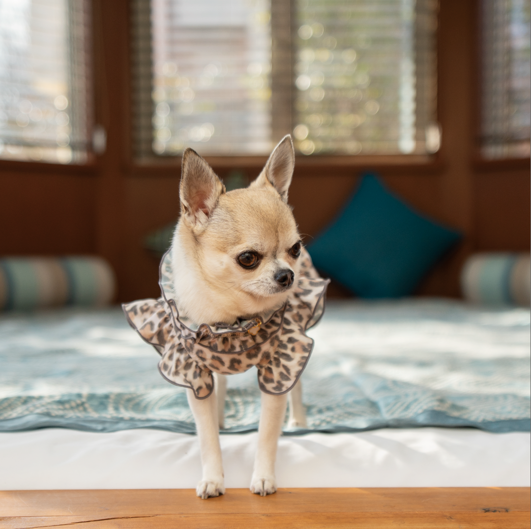 MUTED LEOPARD