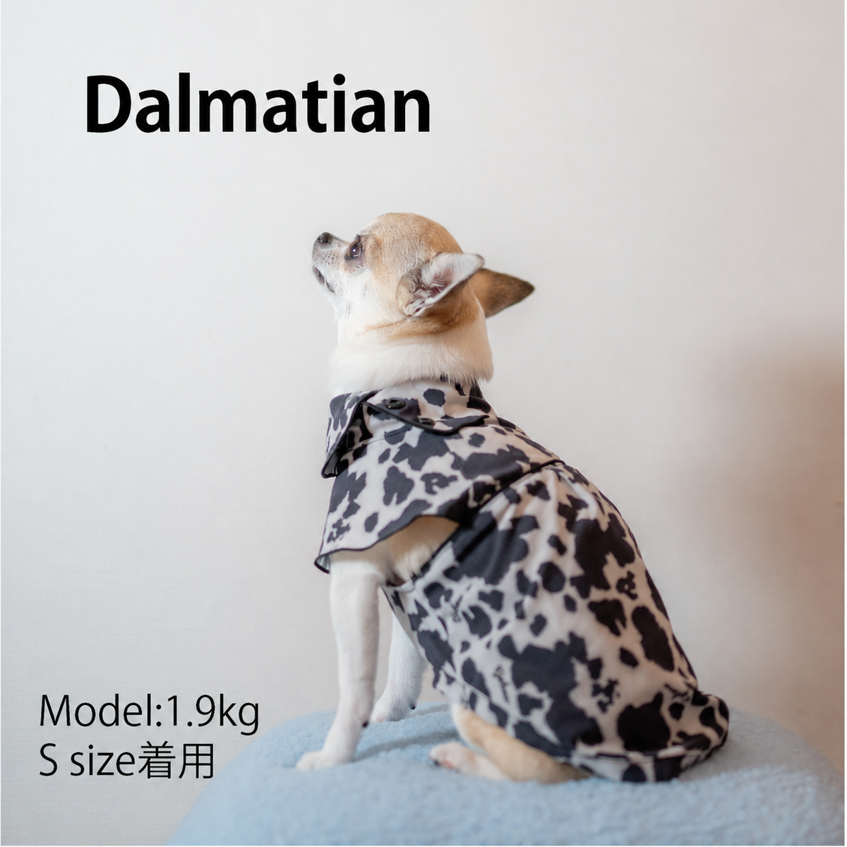 DALMATIAN