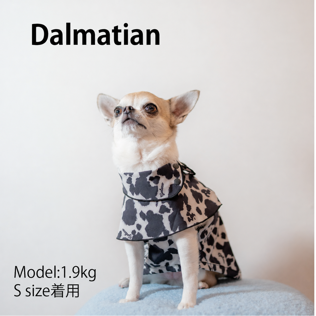 DALMATIAN