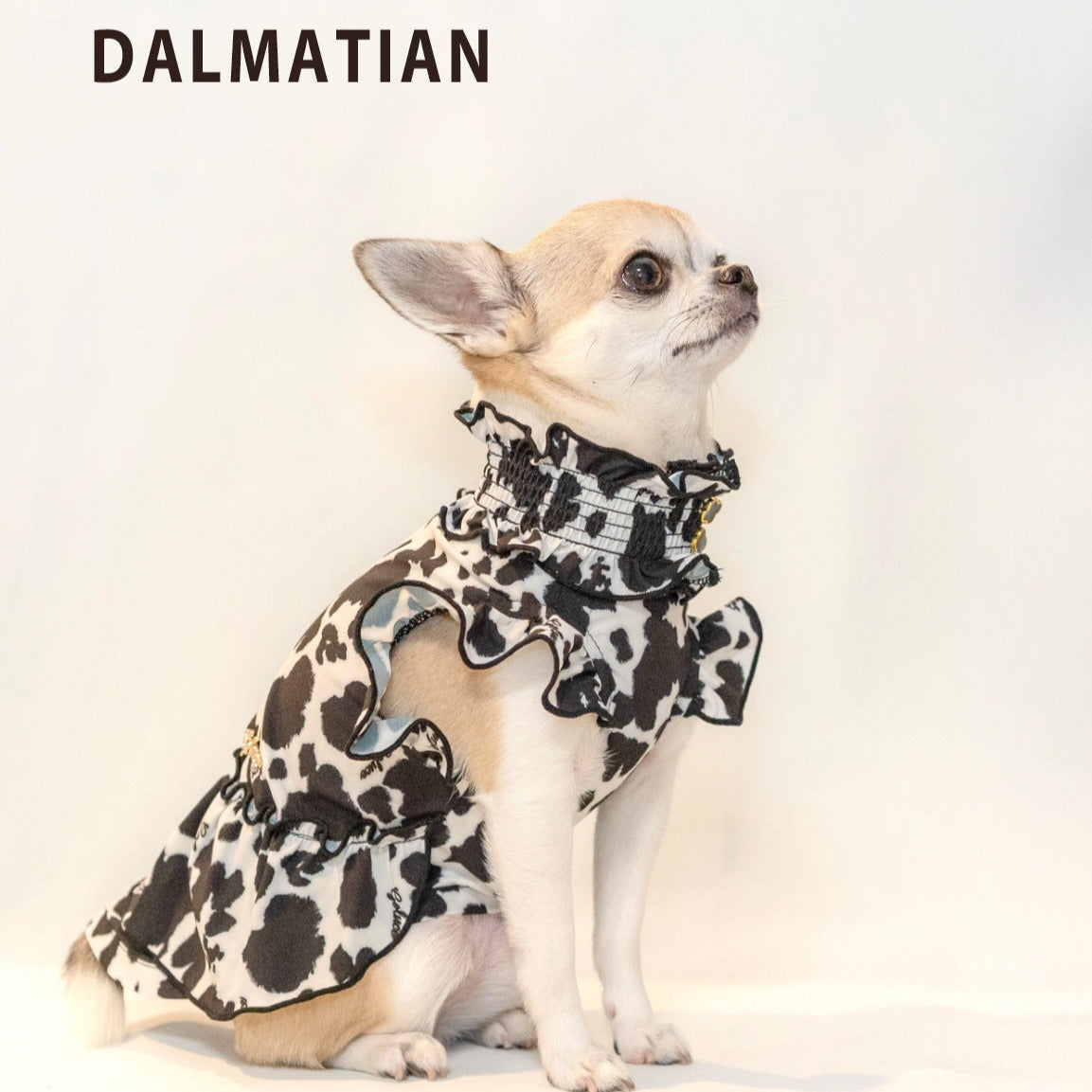DALMATIAN