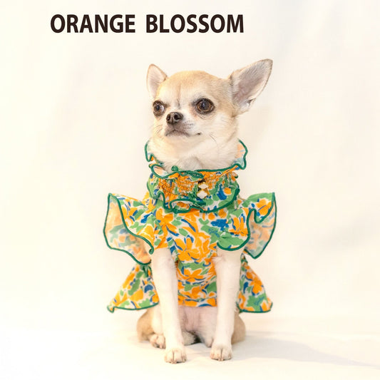 ORANGE BLOSSOM